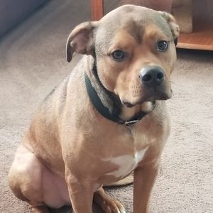 Meet your Posher, Josh